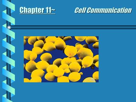 Chapter 11~ Cell Communication. Signal-transduction pathway b Def: Signal on a cell’s surface is converted into a specific cellular response b Local signaling.