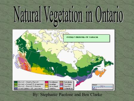 By: Stephanie Paolone and Ben Clarke. The Natural Vegetation Regions that are part of the Ontario Region are: Tundra Boreal Forest Boreal Shrubs Mixed.
