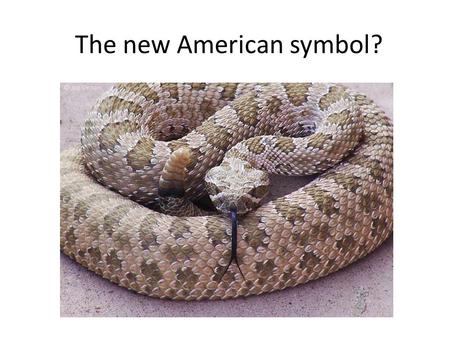 The new American symbol?. Did you know that the U.S. government is considering changing the American symbol of the eagle to a rattlesnake? What qualities.