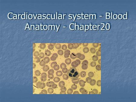 Cardiovascular system - Blood Anatomy - Chapter20