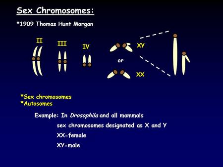 Sex Chromosomes: *Sex chromosomes *Autosomes Example: In Drosophila and all mammals sex chromosomes designated as X and Y XX=female XY=male *1909 Thomas.