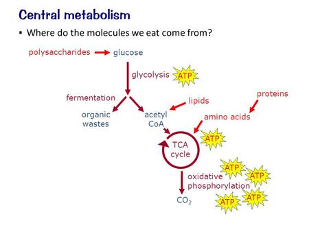 Central metabolism glucose oxidative phosphorylation TCA cycle glycolysis fermentation organic wastes CO 2 ATP acetyl CoA polysaccharides lipids amino.