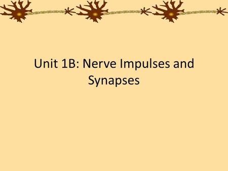 Unit 1B: Nerve Impulses and Synapses. Nerve Impulse A neuron’s job is to transmit a message to a muscle, gland, or another neuron The message travels.