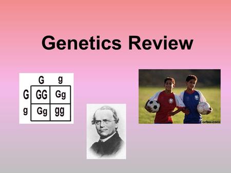 Genetics Review. Who is the “Father of Genetics”? Gregor Mendel What organism did Mendel use to study genetics? Pea Plants.