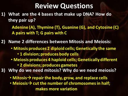 Review Questions 1)What are the 4 bases that make up DNA? How do they pair up? 2)Name 2 differences between Mitosis and Meiosis: 3)Why do we need mitosis?