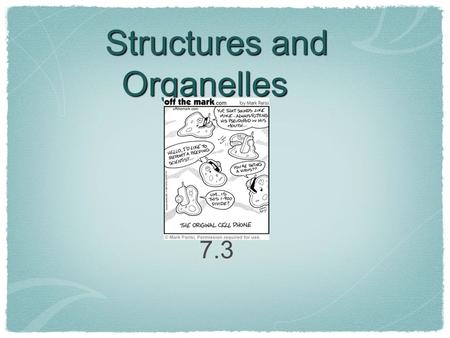 Structures and Organelles 7.3. Cytoplasm and Cytoskeleton Cytoplasm-semifluid material prokaryotes- Chemical process occur eukaryotes- Where organelles.