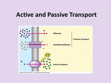 Active and Passive Transport. Notes Outline I. Compare and Contrast a)Passive b)Active II. Passive Transport a)Diffusion b)Facilitated Diffusion c)Osmosis.