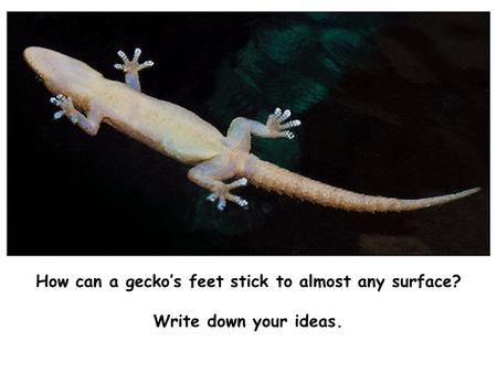 How can a gecko’s feet stick to almost any surface? Write down your ideas.