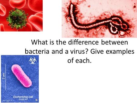 What is the difference between bacteria and a virus? Give examples of each.