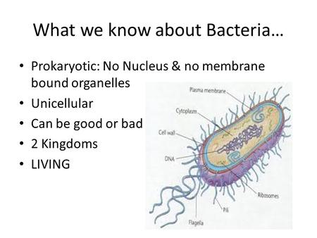 What we know about Bacteria… Prokaryotic: No Nucleus & no membrane bound organelles Unicellular Can be good or bad 2 Kingdoms LIVING.