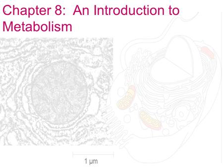 Chapter 8:  An Introduction to Metabolism