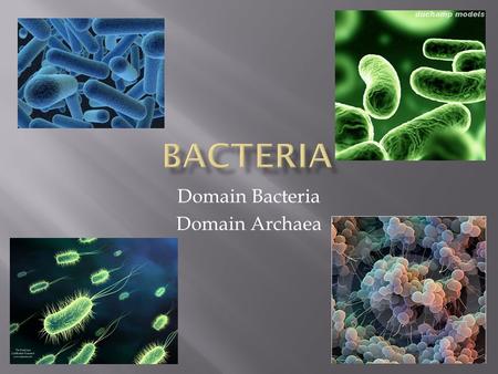 Domain Bacteria Domain Archaea