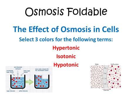Osmosis Foldable The Effect of Osmosis in Cells Select 3 colors for the following terms: Hypertonic Isotonic Hypotonic.