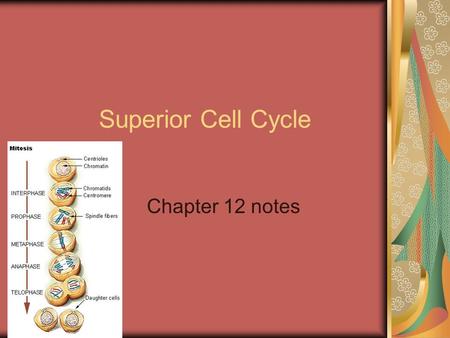 Superior Cell Cycle Chapter 12 notes. I. Purpose A. Reproduction 1. Unicellular organisms use the cell cycle to make offspring 2. Multicellular organisms.