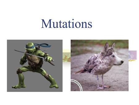 Mutations A mutation is a mistake in the cell’s DNA. GTTACG  GGTACG.