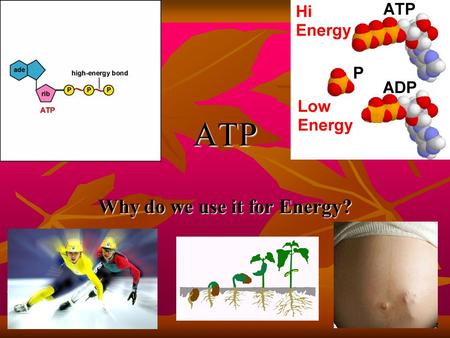 ATP Why do we use it for Energy? ATP: Adenosine Triphosphate Consists of Adenosine + 3 Phosphates Consists of Adenosine + 3 Phosphates Highly unstable.