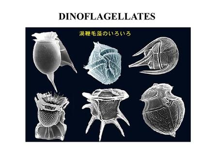DINOFLAGELLATES. I) PHYLOGENY Apicomplexans Ciliates “ALVEOLATES” Dinoflagellates.