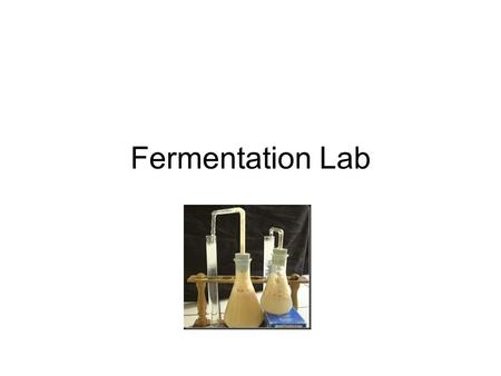 Fermentation Lab.