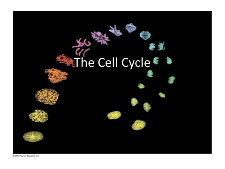 The Cell Cycle. Key Concepts Most division results in genetically identical cells Cell cycle consists of alternating periods of mitosis and interphase.