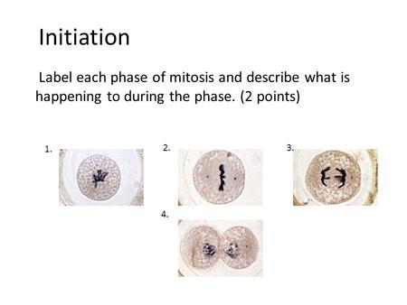 Initiation Label each phase of mitosis and describe what is happening to during the phase. (2 points) 1. 2.3. 4.