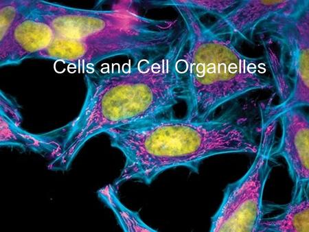 Cells and Cell Organelles. Cells and Organelles Cells are the basic “living” unit in an organism that has structure function organization Organelles are.
