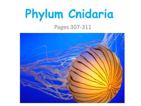 Phylum Cnidaria Pages 307-311. CNIDARIANS- “STINGING CELLS” SEA JELLIES SEA ANEMONES CORALS HYDRA.