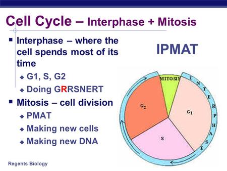 Regents Biology Cell Cycle – Interphase + Mitosis  Interphase – where the cell spends most of its time  G1, S, G2  Doing GRRSNERT  Mitosis – cell.