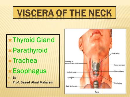  Thyroid Gland  Parathyroid  Trachea  Esophagus  By  Prof. Saeed Abuel Makarem.