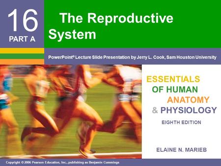 ELAINE N. MARIEB EIGHTH EDITION 16 Copyright © 2006 Pearson Education, Inc., publishing as Benjamin Cummings PowerPoint ® Lecture Slide Presentation by.