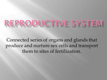 Connected series of organs and glands that produce and nurture sex cells and transport them to sites of fertilization.