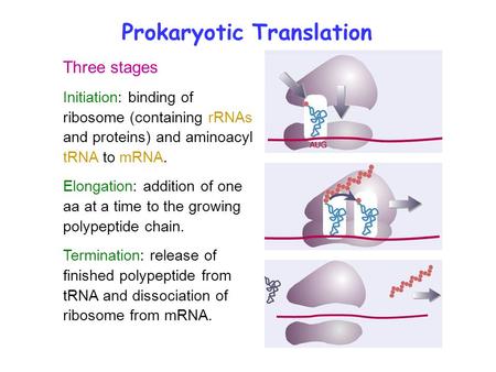 Prokaryotic Translation Three stages Initiation: binding of ribosome (containing rRNAs and proteins) and aminoacyl tRNA to mRNA. Elongation: addition of.