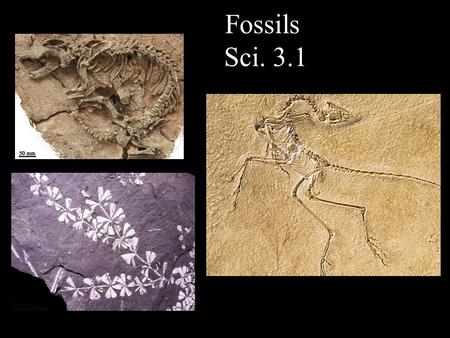 Fossils Sci. 3.1.