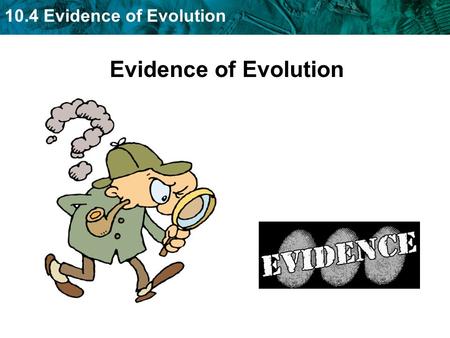 10.4 Evidence of Evolution Evidence of Evolution.