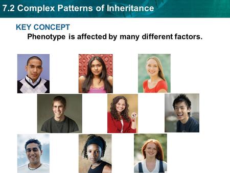 7.2 Complex Patterns of Inheritance KEY CONCEPT Phenotype is affected by many different factors.