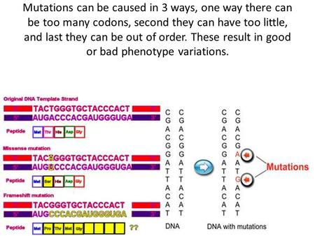 Mutations can be caused in 3 ways, one way there can be too many codons, second they can have too little, and last they can be out of order. These result.