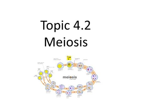 Topic 4.2 Meiosis. Topic 4.2.1 Meiosis is a Reduction Division Diploid nucleus divides to form haploid nuclei Form of cell division which results in gametes.