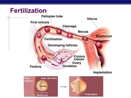 AP Biology 2005-2006 Fertilization. AP Biology 2005-2006 Fertilization  Joining of sperm & egg  sperm head enters egg.
