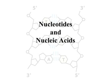 Nucleotides and Nucleic Acids. Cellular Processes DNA RNA (mRNA) Proteins LipidsCarbohydrates replication transcription translation.