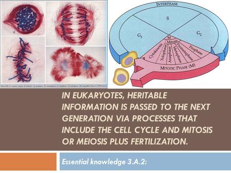 IN EUKARYOTES, HERITABLE INFORMATION IS PASSED TO THE NEXT GENERATION VIA PROCESSES THAT INCLUDE THE CELL CYCLE AND MITOSIS OR MEIOSIS PLUS FERTILIZATION.