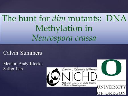 The hunt for dim mutants: DNA Methylation in Neurospora crassa Calvin Summers Mentor: Andy Klocko Selker Lab.
