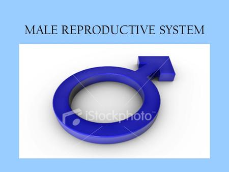 MALE REPRODUCTIVE SYSTEM. Functions: 1.Produce and maintain sperm 2.Transport sperm to the female reproductive tract 3.Secrete male hormones.