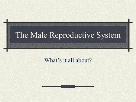 The Male Reproductive System What’s it all about?.