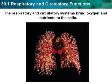 30.1 Respiratory and Circulatory Functions The respiratory and circulatory systems bring oxygen and nutrients to the cells.