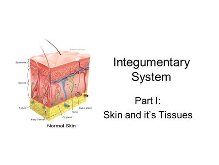Integumentary System Part I: Skin and it’s Tissues.