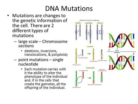 DNA Mutations Mutations are changes to the genetic information of the cell. There are 2 different types of mutations large scale – Chromosome sections.