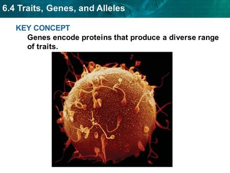 6.4 Traits, Genes, and Alleles KEY CONCEPT Genes encode proteins that produce a diverse range of traits.