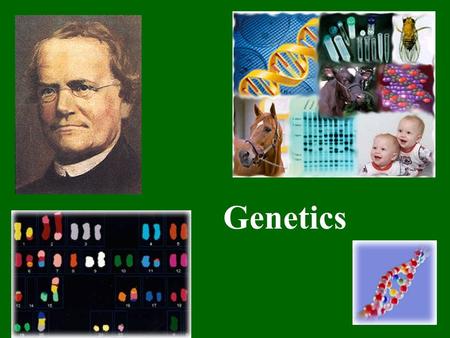 Genetics. Study of Heredity Why do cats have kittens and not puppies? Why do humans give birth to other humans? What controls what your child will look.