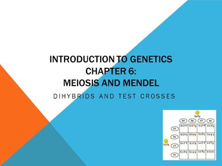 INTRODUCTION TO GENETICS CHAPTER 6: MEIOSIS AND MENDEL DIHYBRIDS AND TEST CROSSES.