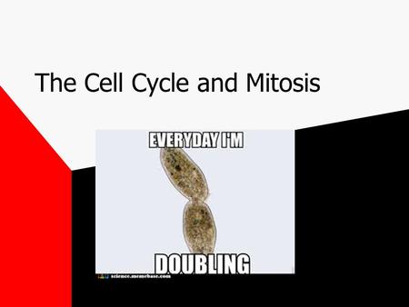 The Cell Cycle and Mitosis IMPORTANCE 1. Growth 2. Tissue Repair 3. Means of asexual reproduction for single celled eukaryotes. 4. Keeps chromosome number.