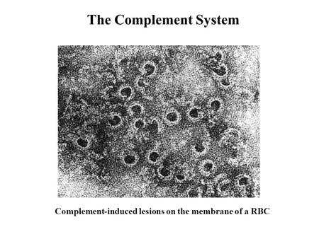 The Complement System Complement-induced lesions on the membrane of a RBC.
